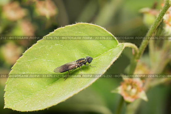 Львинка (лат. Stratiomyidae) в капельках росы на листе ирги. Стоковое фото, фотограф Наталья Гармашева / Фотобанк Лори