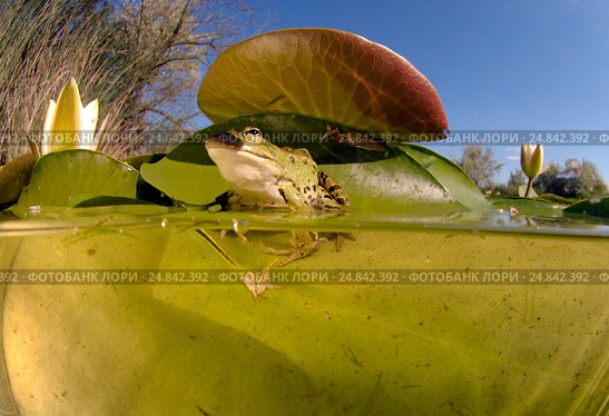 Лягушка (Rana temporaria) сидит на белой кувшинке (Nymphaea alba) в полводы. Стоковое фото, фотограф Некрасов Андрей / Фотобанк Лори