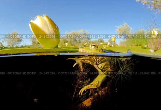 Лягушка (Rana temporaria) сидит на белой кувшинке (Nymphaea alba) в полводы. Стоковое фото, фотограф Некрасов Андрей / Фотобанк Лори