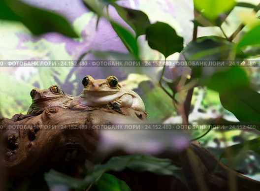 Лягушка Танзанийская древесница Usumbara Peacock Tree Frog. Стоковое фото, фотограф Галина Савина / Фотобанк Лори