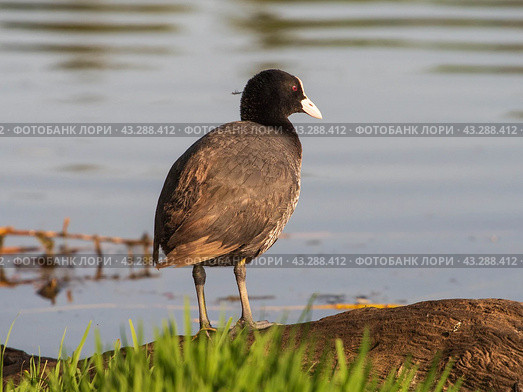 Лысуха, или лыска (лат. Fulica atra) Стоковое фото, фотограф Алексей Букреев / Фотобанк Лори