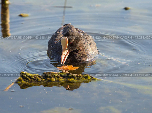 Лысуха, или лыска (лат. Fulica atra) Стоковое фото, фотограф Алексей Букреев / Фотобанк Лори