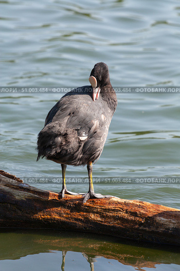 Лысуха, или лыска (лат. Fulica atra) Стоковое фото, фотограф Алексей Букреев / Фотобанк Лори