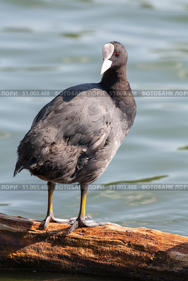 Лысуха, или лыска (лат. Fulica atra) Стоковое фото, фотограф Алексей Букреев / Фотобанк Лори