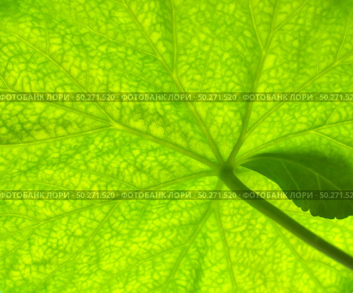 Macro of green leaf texture. Nature background. Стоковое фото, агентство Ingram Publishing / Фотобанк Лори