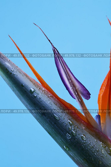 Macro photo of colorful petals of strelitzia with droplets of water on a blue background. Natural background. Macro photo of petals of strelitzia on blue background. Стоковое фото, агентство Ingram Publishing / Фотобанк Лори