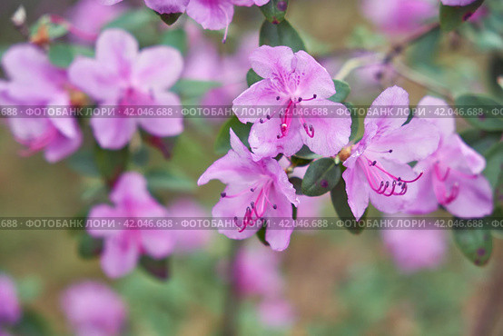 Macro photo of Rhododendron dauricum bushes with flowers with bokeh background of forest. Стоковое фото, фотограф Сергей Пристяжнюк (Serg Zastavkin) / Фотобанк Лори