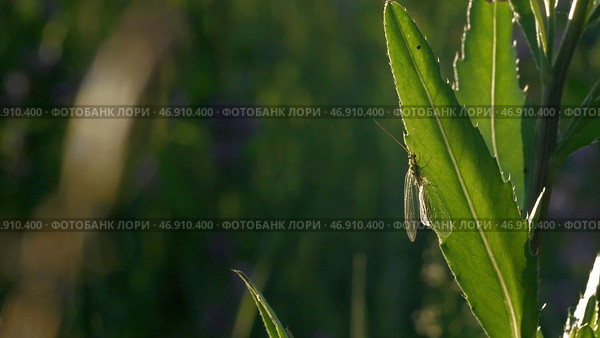 Macro photography where a small blacksmith sits in the grass and it rains and then ends. Стоковое фото, фотограф David Kashakhi / Фотобанк Лори