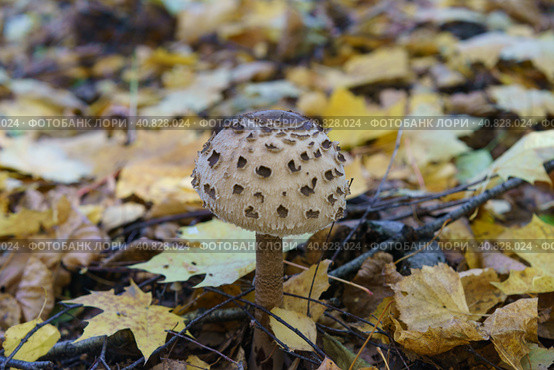 Macrolepiota procera, the parasol mushroom, is a basidiomycete fungus with a large, prominent fruiting body resembling a parasol. Top view or view from above. Close up photography. Стоковое фото, фотограф YuryKara / Фотобанк Лори