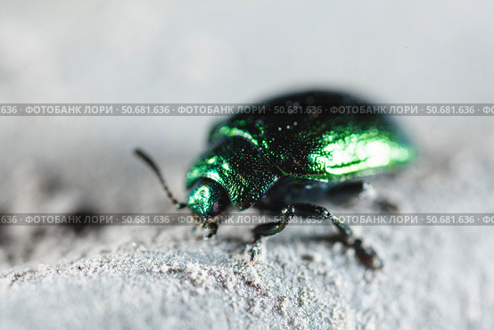 Macrophoto жука. Макроснимок насекомого. Фото зееного жука на фоне серого пепла. Жук ползет по пеплу. Стоковое фото, фотограф Валентина Игнатенко / Фотобанк Лори