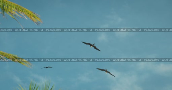 Magnificent Frigatebirds birds flying in the blue sky above palm trees near the beach along coast of the Yucatan Peninsula Mexico. Стоковое видео, видеограф Igor Tichonow / Фотобанк Лори