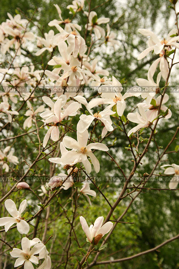 Магнолия звёздчатая (лат. Magnolia stellata) Стоковое фото, фотограф Щеголева Ольга / Фотобанк Лори