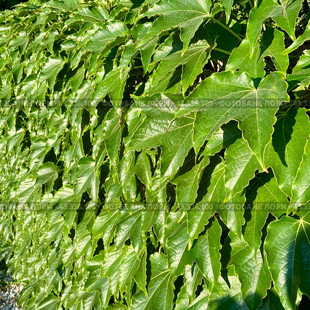 Maiden ivy grapes (lat. Parthenocíssus tricuspidáta) is a species of tree-shaped vines from the genus Maiden grapes of the grape family. Стоковое фото, фотограф Шеин Александр / Фотобанк Лори