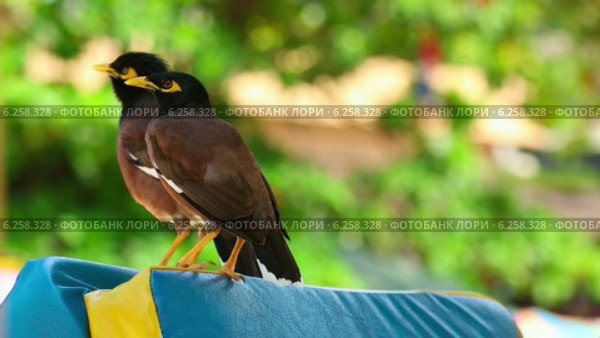 Майна (Acridotheres tristis) Стоковое видео, видеограф Игорь Жоров / Фотобанк Лори