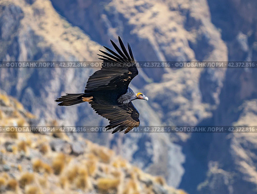 Majestic Andean Condor in Flight. Стоковое AI-изображение, AI-художник Кирилл Черезов / Фотобанк Лори