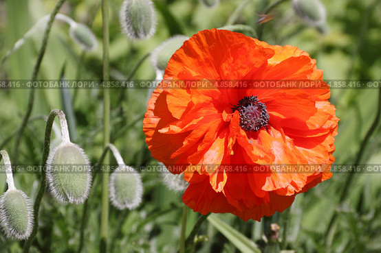 Мак восточный (Papaver orientale) Стоковое фото, фотограф Светлана Зотеева / Фотобанк Лори