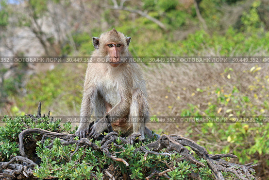 Макак-крабоед (лат. Macaca fascicularis) или яванский макак. Животное на острове в Таиланде (2019 год). Стоковое фото, фотограф Григорий Писоцкий / Фотобанк Лори