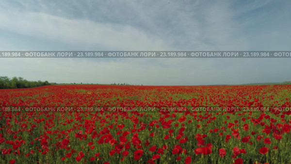 Маковое поле. Стоковое видео, видеограф Владимир Кравченко / Фотобанк Лори