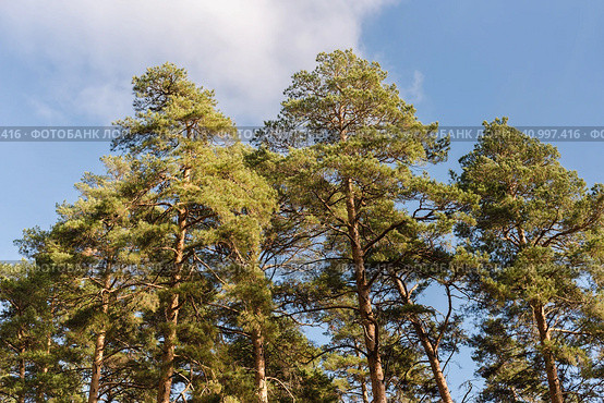 Макушки сосен на фоне неба. Tops of pine trees against the sky. Стоковое фото, фотограф Ольга Митряева / Фотобанк Лори