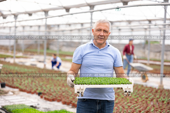 male gardener swaps pallets with young deren seedlings for full formation of plant. Стоковое фото, фотограф Яков Филимонов / Фотобанк Лори