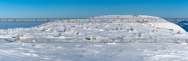 Маленькие ели под слоем снега в Сибири. Стоковое фото, фотограф Свитич Олег / Фотобанк Лори