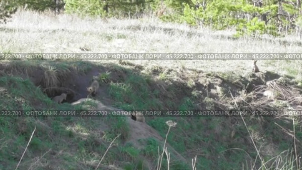 Маленькие лисята ( Vulpes vulpes ) около своей норы. Стоковое видео, видеограф Александр Мамонтов / Фотобанк Лори