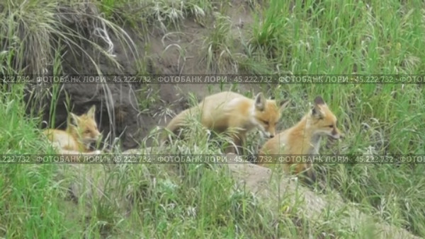 Маленькие лисята ( Vulpes vulpes ) около своей норы. Стоковое видео, видеограф Александр Мамонтов / Фотобанк Лори