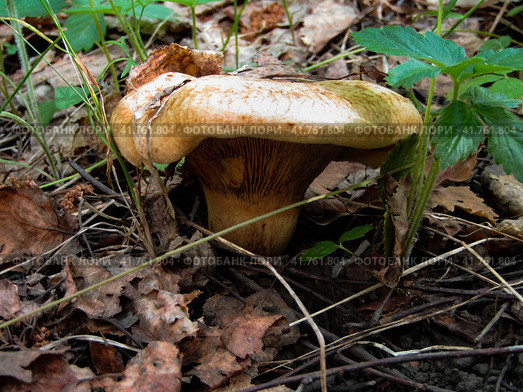 Маленький гриб, свинушка, на лесной подложке. Paxillus mushroom on the forest floor. Стоковое фото, фотограф Александр Кузнецов / Фотобанк Лори