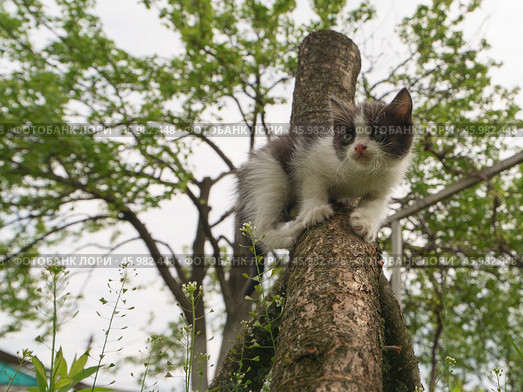 Маленький котенок залез на дерево. Стоковое фото, фотограф YuryKara / Фотобанк Лори