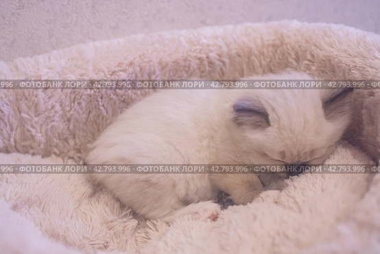 Маленький красивый котенок породы Рэгдолл отдыхает дома на диване. A beautiful little Ragdoll kitten is resting at home on the couch. Стоковое фото, фотограф Мария / Фотобанк Лори