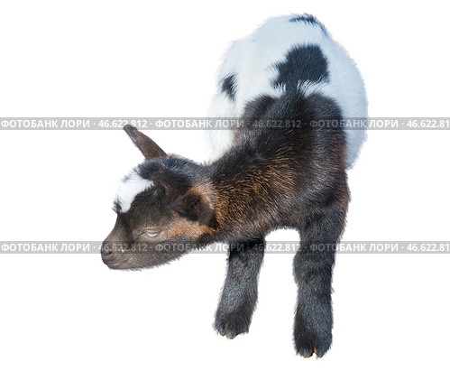 Маленький красивый козленок на белом фоне. Small beautiful goat on a white background. Стоковое фото, фотограф Татьяна Д / Фотобанк Лори