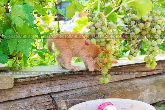 Маленький рыжий котёнок гуляет в саду среди винограда, домашние животные. Стоковое фото, фотограф Андрей Цыганков / Фотобанк Лори