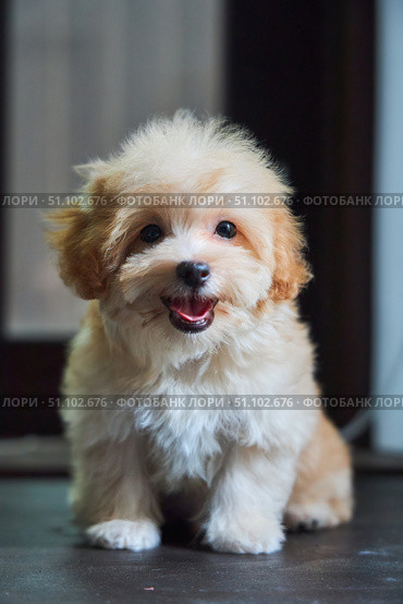 Maltese lapdog and poodle puppy. A new breed of miniature dogs. Dog breeding and cynology. Стоковое фото, фотограф Наталия Кирсанова / Фотобанк Лори