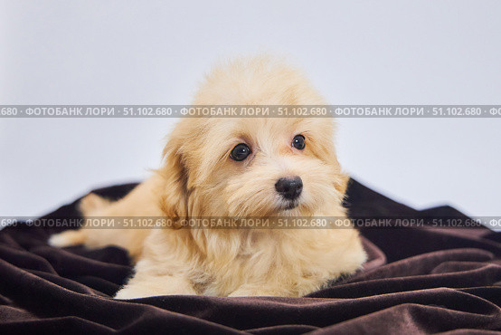 Maltese lapdog and poodle puppy. A new breed of miniature dogs. Стоковое фото, фотограф Наталия Кирсанова / Фотобанк Лори
