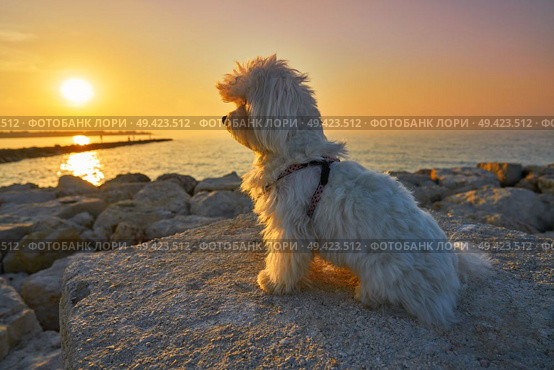Maltichon pet dog relaxed looking sunset in a beach. Стоковое фото, агентство Ingram Publishing / Фотобанк Лори