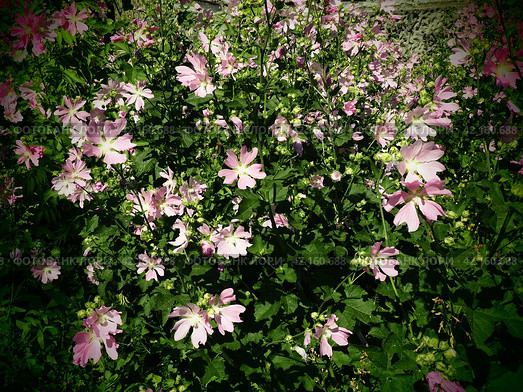 Malva thuringiaca, Lavatera thuringiaca, garden tree-mallow, is species of flowering plant in the mallow family Malvaceae. Herbaceous perennial plant. The flowers are pink with five petals. Flowerbed. Стоковое фото, фотограф Юлия Петровская / Фотобанк Лори