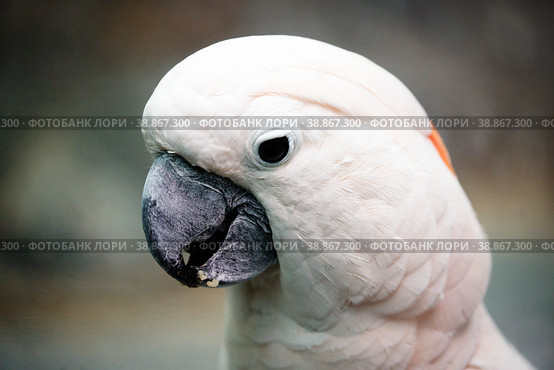 Малый желтохохлый какаду Lesser Sulphur Crested Cockatoo. Стоковое фото, фотограф Галина Савина / Фотобанк Лори