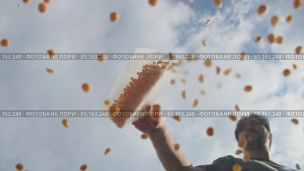 Man gradually empties substantial quantity of dried ground peas or chickpeas from container onto clear glass in open air. Low angle. Стоковое видео, видеограф Strunov David / Фотобанк Лори