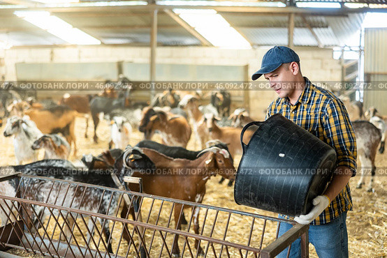 Man pouring dry food from bucket into goat feeder. Стоковое фото, фотограф Яков Филимонов / Фотобанк Лори