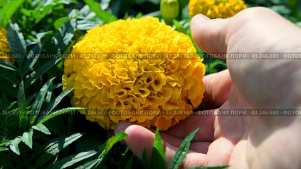Man touches a blooming yellow marigold flower with his hand. Tagetes flower head. Growing flowers in the garden. Marigolds Antigua, Very large, double flowers. Стоковое видео, видеограф Дмитрий Кобзев / Фотобанк Лори