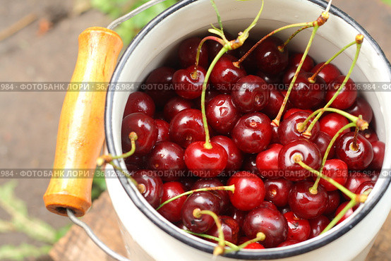 Many cherries in old cans in the village. Стоковое фото, фотограф Tetiana Chugunova / Фотобанк Лори