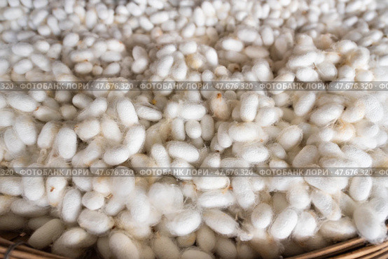 Many silk cocoons. Стоковое фото, фотограф Александр Подшивалов / Фотобанк Лори
