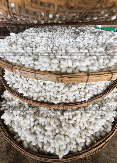 Many silk cocoons on bamboo trays. Стоковое фото, фотограф Александр Подшивалов / Фотобанк Лори
