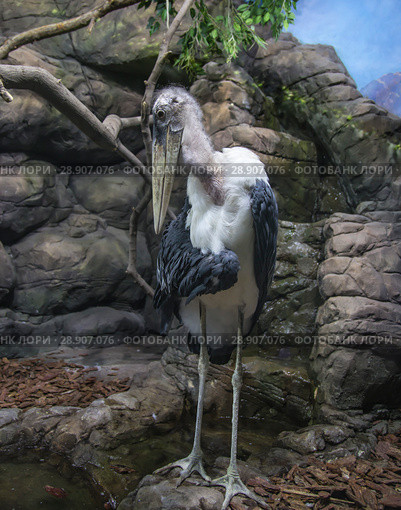 marabou stork (Leptoptilos crumenifer) -- large wading bird in the stork family Ciconiidae. Стоковое фото, фотограф Владимир Журавлев / Фотобанк Лори