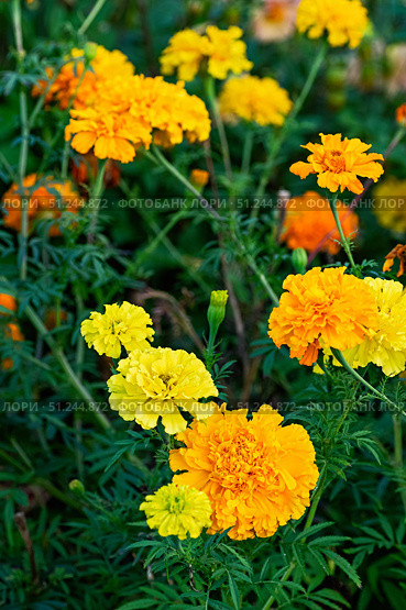 Marigold flower bloom, orange yellow garden nature, bright petal. Стоковое фото, фотограф Elena Grishina / Фотобанк Лори