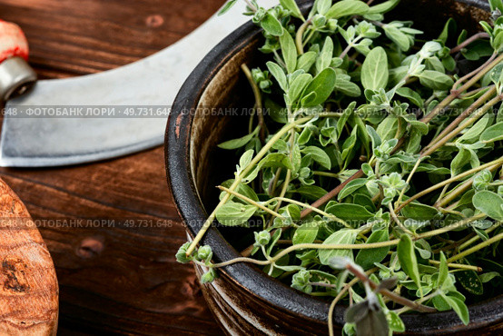 Marjoram, a hot spice, medicinal plant and herb knife on rustic wooden board.. Fresh marjoram, medicinal herb. Стоковое фото, агентство Ingram Publishing / Фотобанк Лори