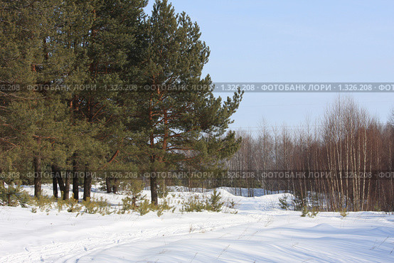 Март.Лес. Стоковое фото, фотограф Святослав Корнев / Фотобанк Лори