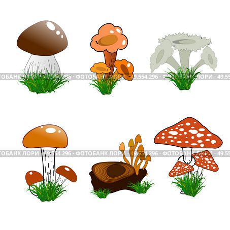 Mashroom  pattern. Стоковая иллюстрация, иллюстратор Alla Demina / Фотобанк Лори
