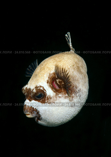 Масковый иглобрюх (arothron diadematus) Стоковое фото, фотограф Некрасов Андрей / Фотобанк Лори