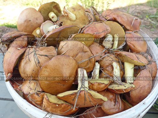Маслёнок зернистый (лат. Suillus granulatus) — трубчатый гриб рода Маслёнок семейства Болетовые (лат. Boletaceae). Характеризуется отсутствием кольца и слизистой коричневой шляпкой. Сбор грибов называют "тихой охотой" Стоковое фото, фотограф Сергей Елизарьев / Фотобанк Лори
